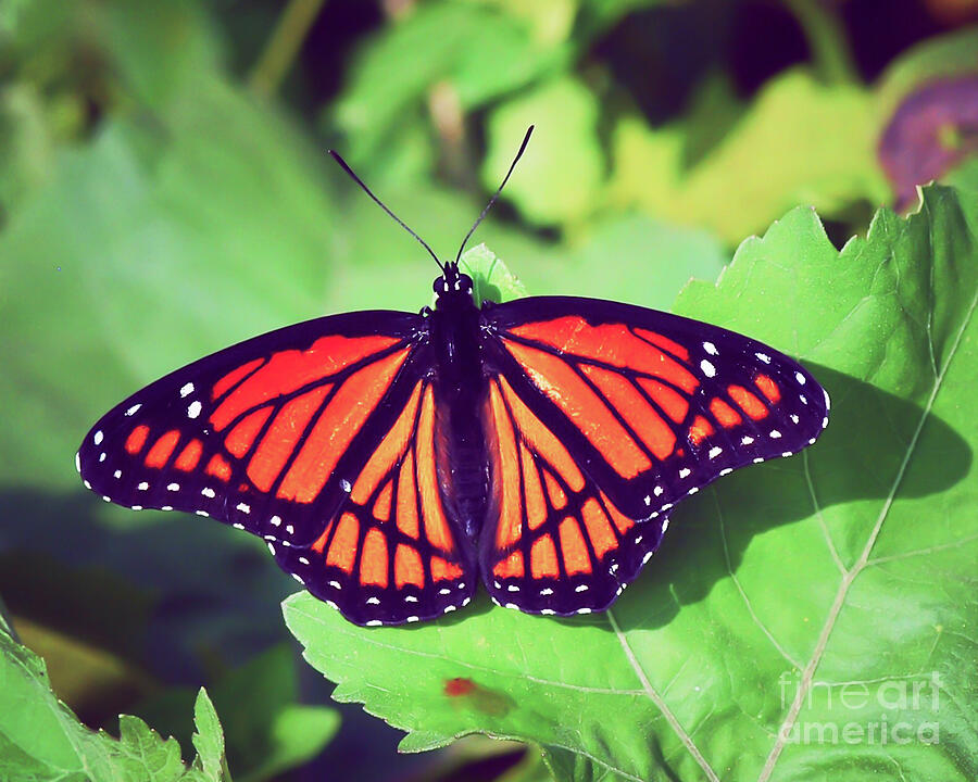 Viceroy Butterfly   #3 Photograph by Kerri Farley