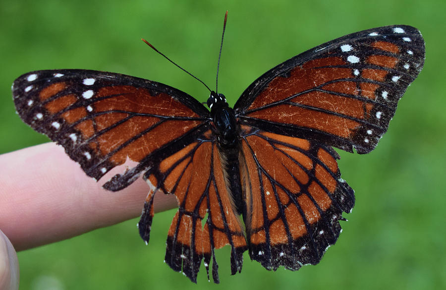 Viceroy Butterfly #2 Photograph by Larah McElroy