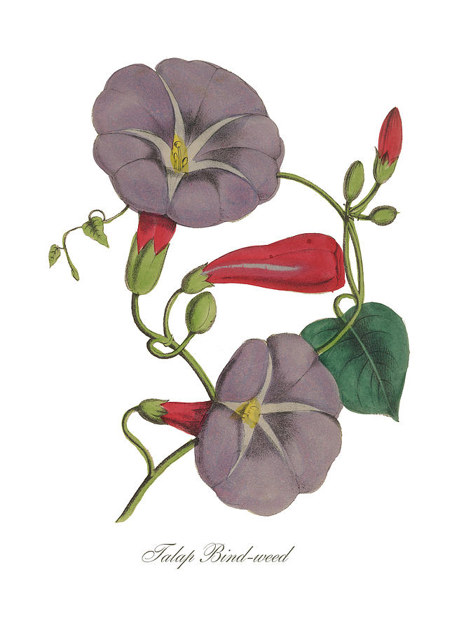 Victorian Botanical Illustration of Bindweed or Morning Glory Painting