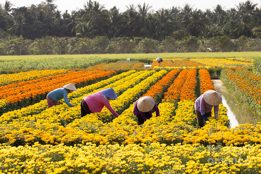 VietNamese woman with conical hat is harvesting flower, in TienG ...