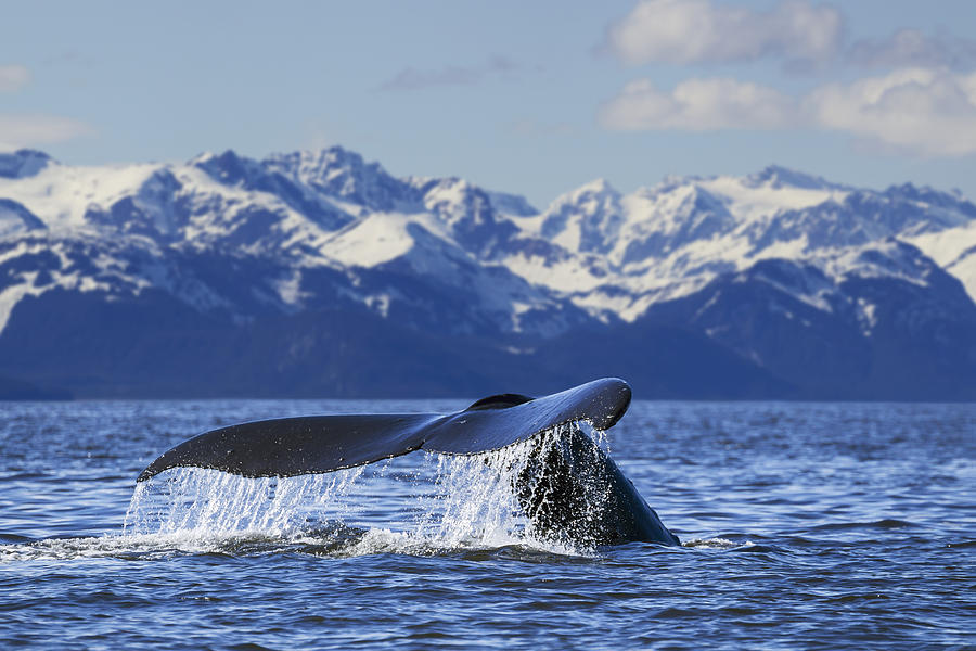 View Of Humpback Whale Lifting Its Tail Photograph by John Hyde