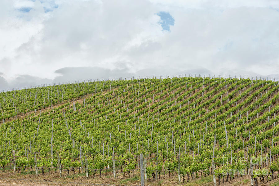 Vineyard in Sardinia Photograph by Patricia Hofmeester
