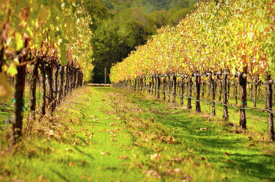 Nature Photograph - Vineyard in the Fall #2 by Brandon Bourdages