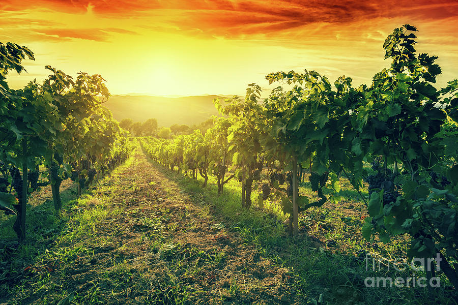 Vineyard in Tuscany, Italy. Wine farm at sunset. Vintage #2 Photograph by Michal Bednarek