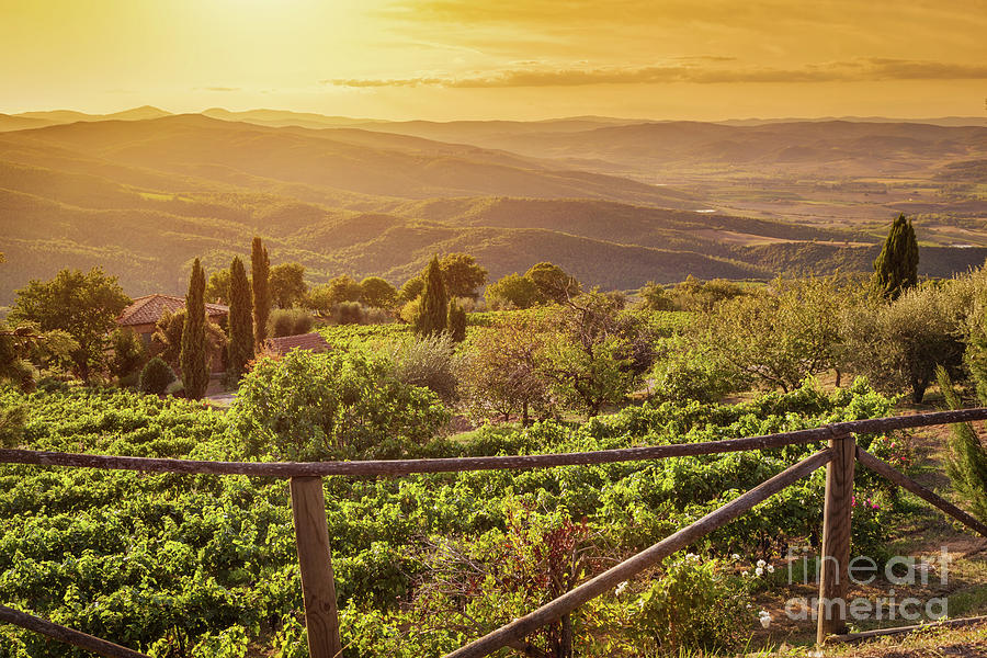 Vineyard landscape in Tuscany, Italy. Wine farm at sunset #2 Photograph by Michal Bednarek