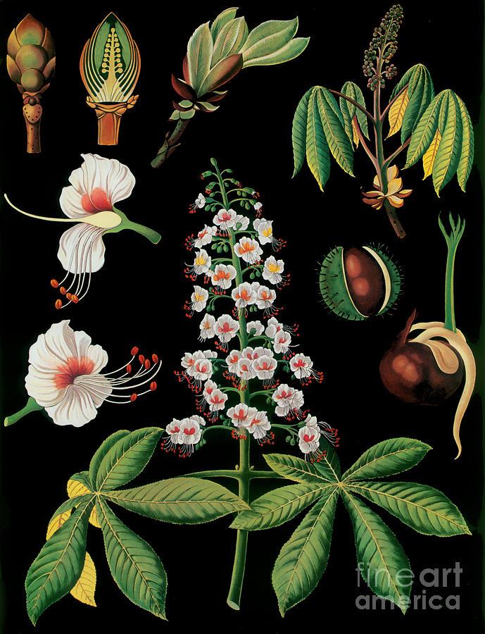 Vintage Botanical Painting