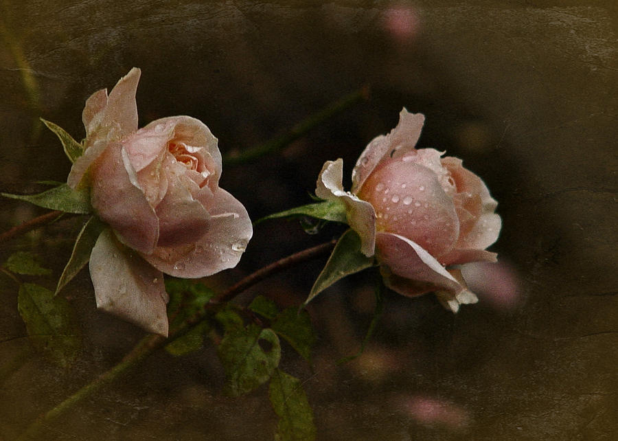 2 Vintage Nov Roses Photograph by Richard Cummings