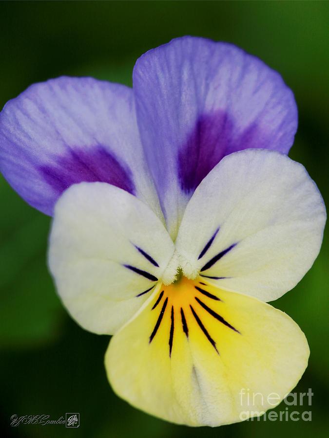 Viola named Sorbet Blueberry Cream #1 Photograph by J McCombie