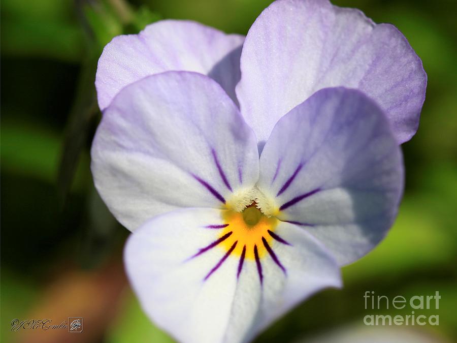 Viola named Sorbet Yesterday, Today and Tomorrow #4 Photograph by J McCombie