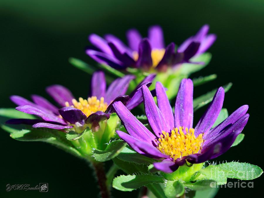 Purple Aster from the Daylight Mix #4 Photograph by J McCombie