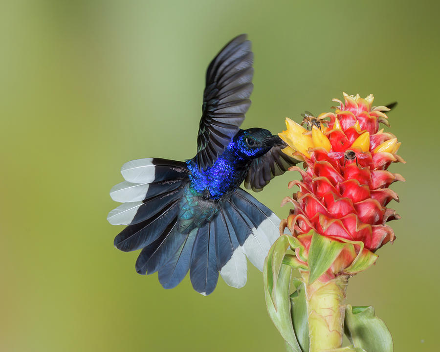 Violet Sabrewing by Jim Frandeen Violet Sabrewing by Jim Frandeen