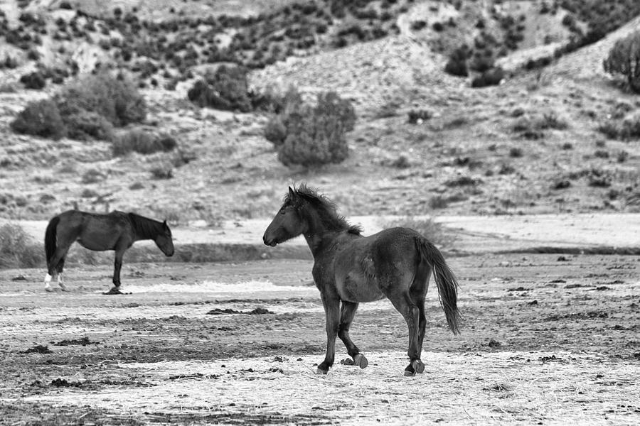 Virginia Range Mustangs #2 Photograph by Maria Jansson