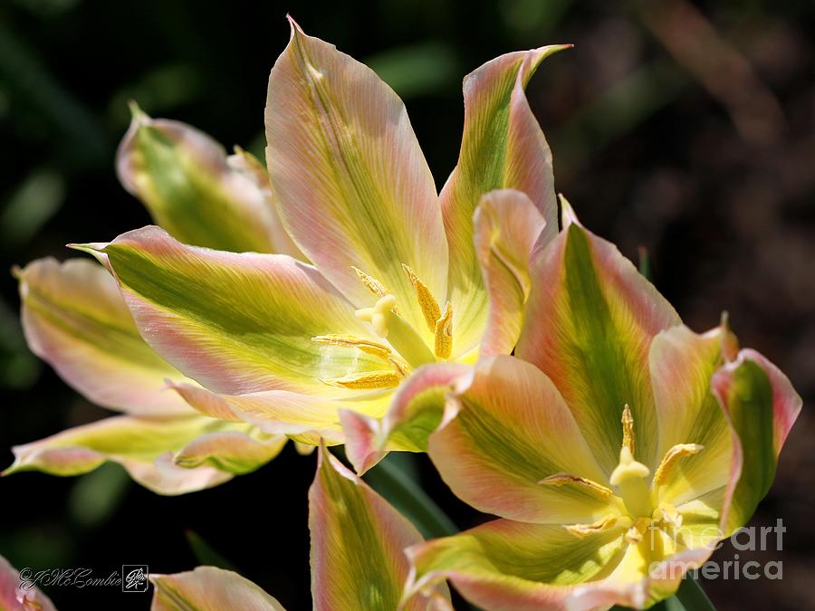 Viridiflora Tulip named Virichic #1 Photograph by J McCombie