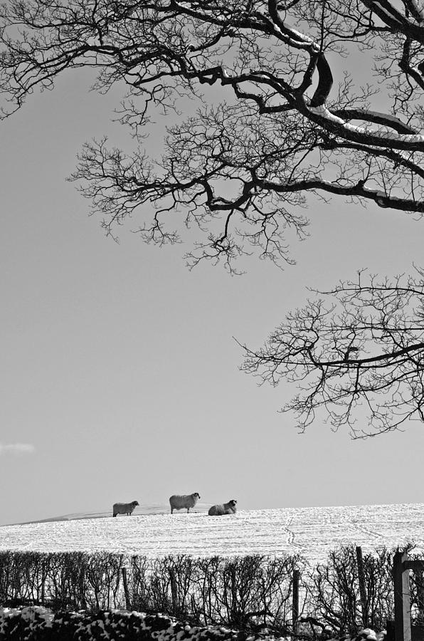 Waiting for Spring Black and White Photograph by David Birchall