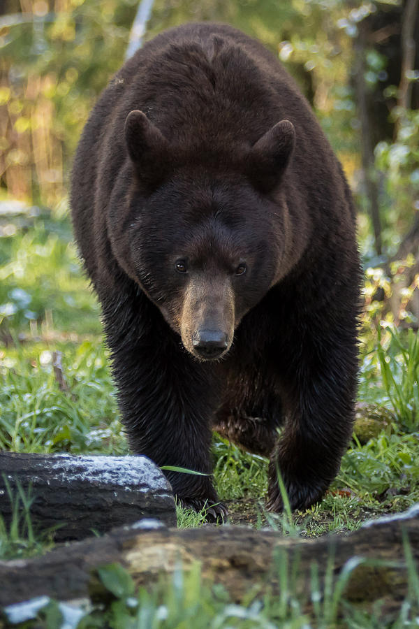 Walking Bear #2 Photograph by Mary Jo Cox
