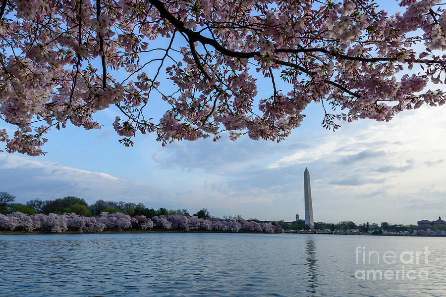 Washington Monument Cherry Blossoms #2 Photograph by Thomas R Fletcher