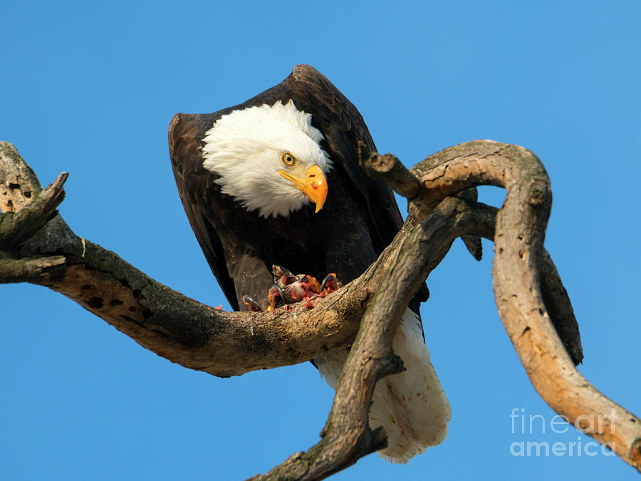 Eagle Photograph - Watchful Eagle by Michael Dawson