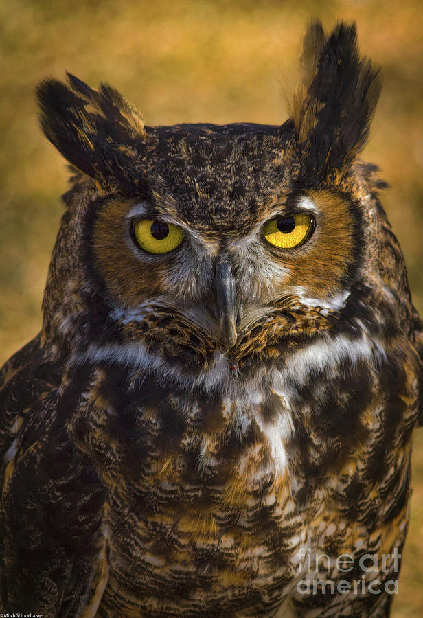 Owl Photograph - Watching  #2 by Mitch Shindelbower