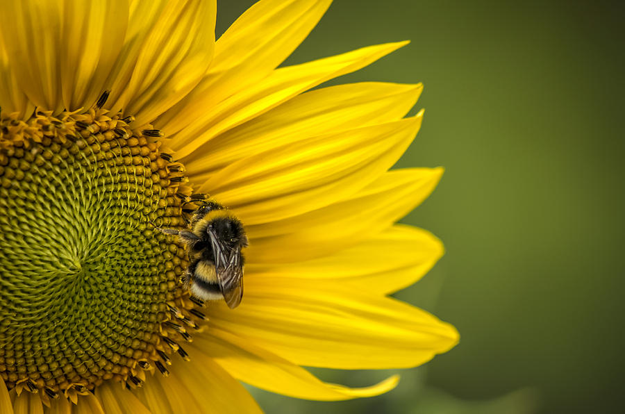 Sunflower with bee Photograph by Paulo Goncalves