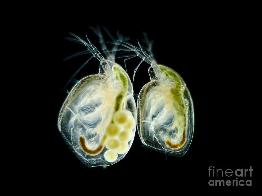 Water Fleas Simocephalus Sp., Lm #2 Photograph by Rubn Duro/BioMEDIA ASSOCIATES LLC