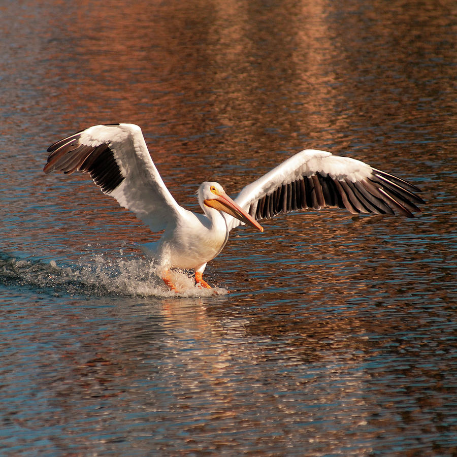 Water Landing by Howard Bagley Water Landing by Howard Bagley
