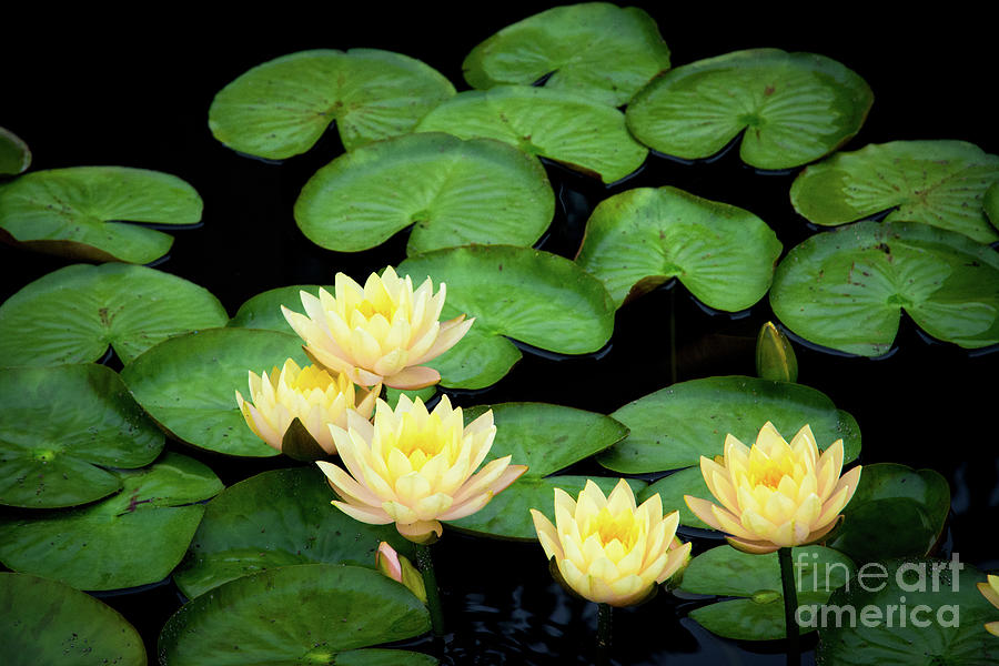 Water lilies and lily pads #2 Photograph by Amy Cicconi