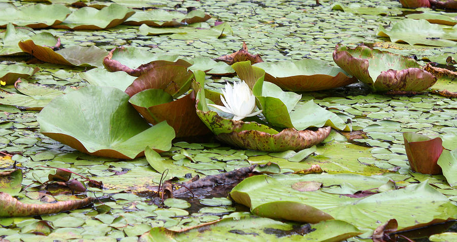 Water Lilies #2 Photograph by Ellen Tully