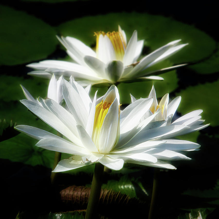 Water lilies #2 Photograph by John Freidenberg