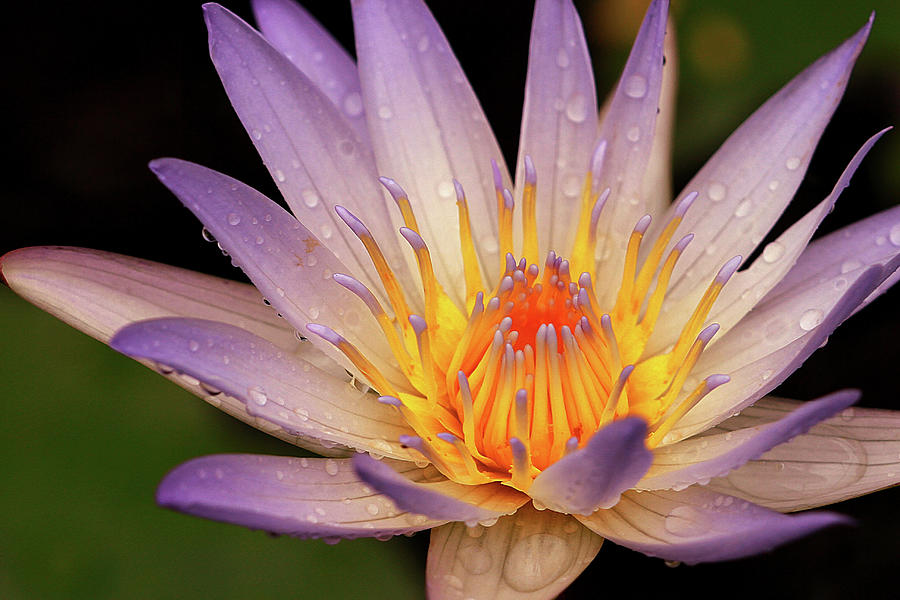 Flower Photograph - Water Lily #2 by Dennis Goodman Photography