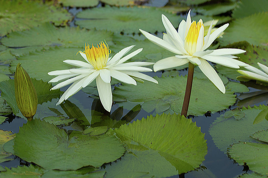Water Lily #7 Photograph by Richard Goldman