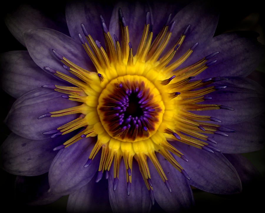 Waterlily Flower #2 Photograph by Nathan Abbott