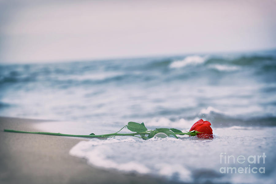 Waves washing away a red rose from the beach. Vintage. Love #2 Photograph by Michal Bednarek