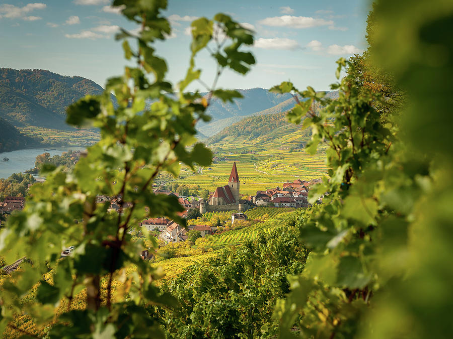 Weissenkirchen Wachau Austria In Autumn Colored Leaves And Viney Photograph