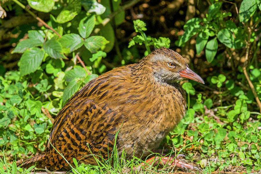 Weka Photograph by Patricia Hofmeester