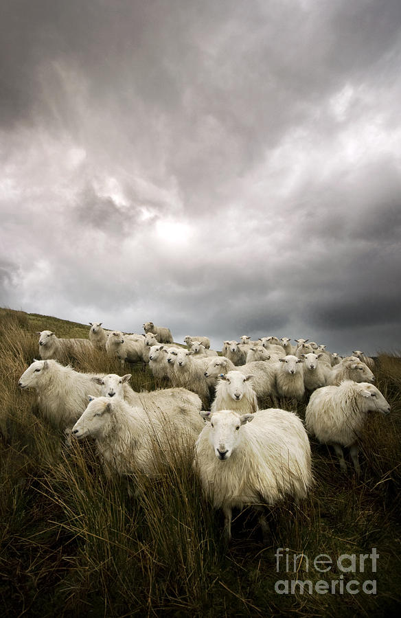 Sheep Photograph - Welsh lamb #2 by Ang El