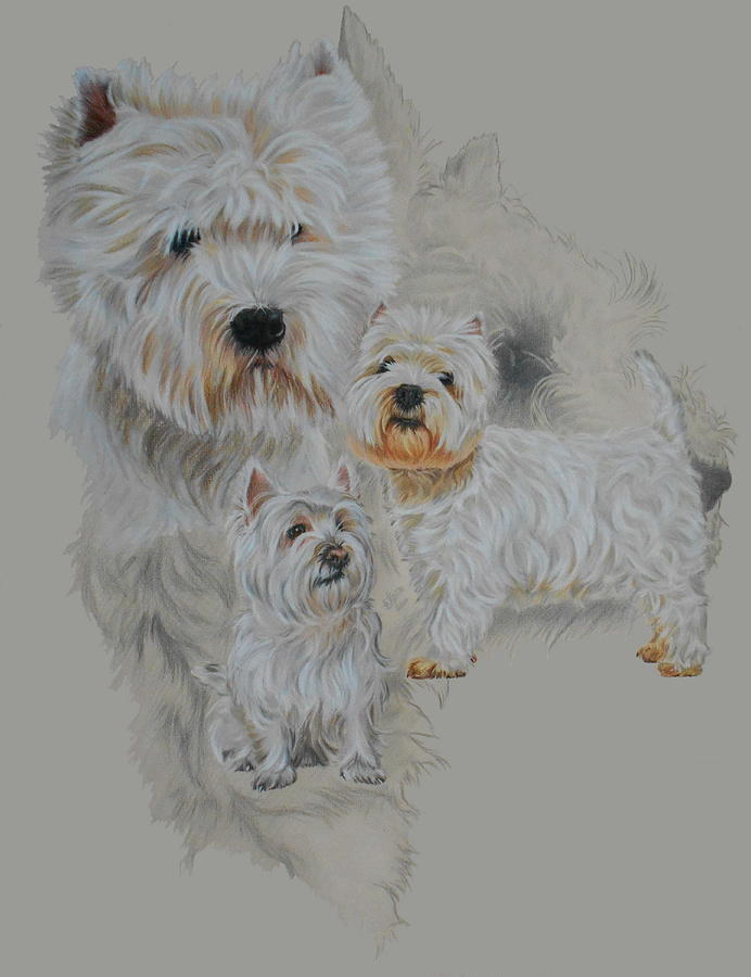 West Highland White Terrier Revamp Drawing by Barbara Keith