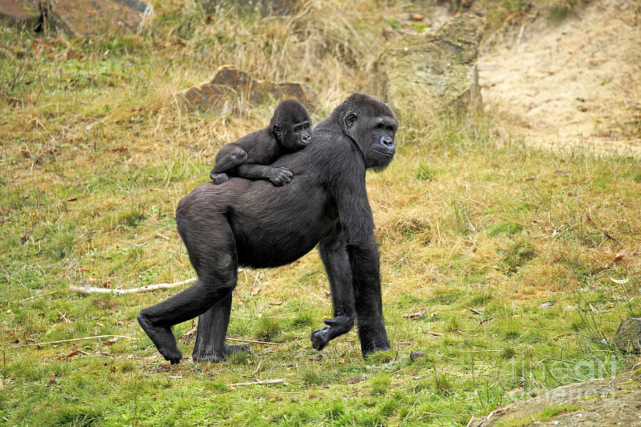 Gorilla Photograph - Western Gorilla And Young #2 by Jurgen & Christine Sohns/FLPA