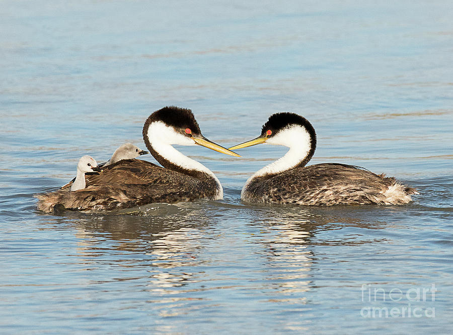 Western Grebe with Chicks #2 Photograph by Dennis Hammer