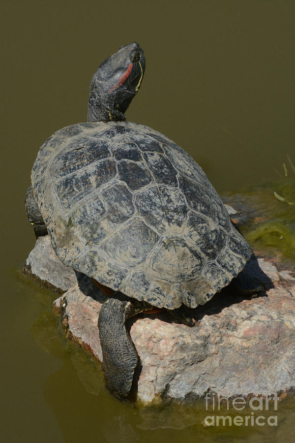Western Painted Turtle Photograph - Western Painted Turtle by Merrimon Crawford