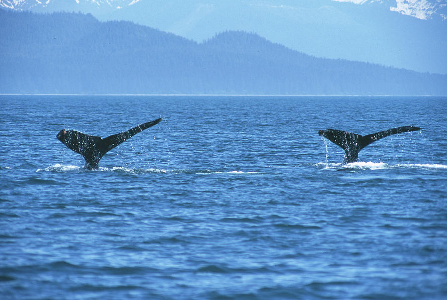 2 Whale Tails Photograph By Ken Maher   2 Whale Tails Ken Maher 