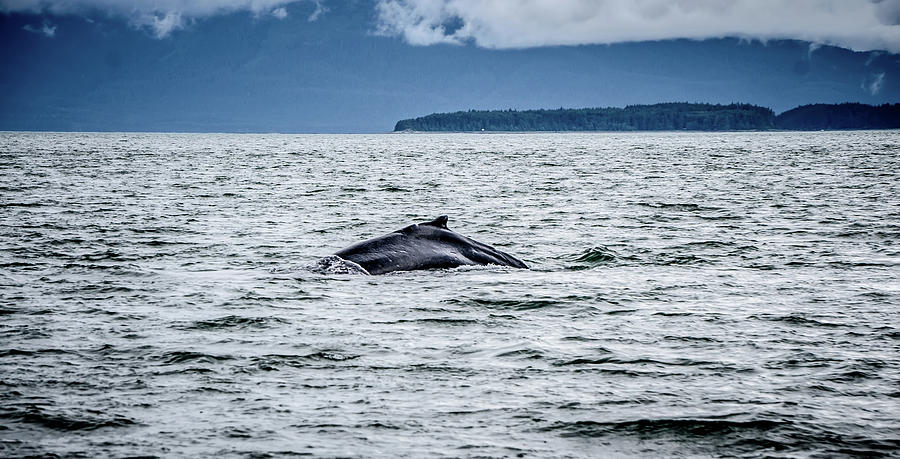 Whale Watching Near Skagway Alaska #2 Photograph by Alex Grichenko