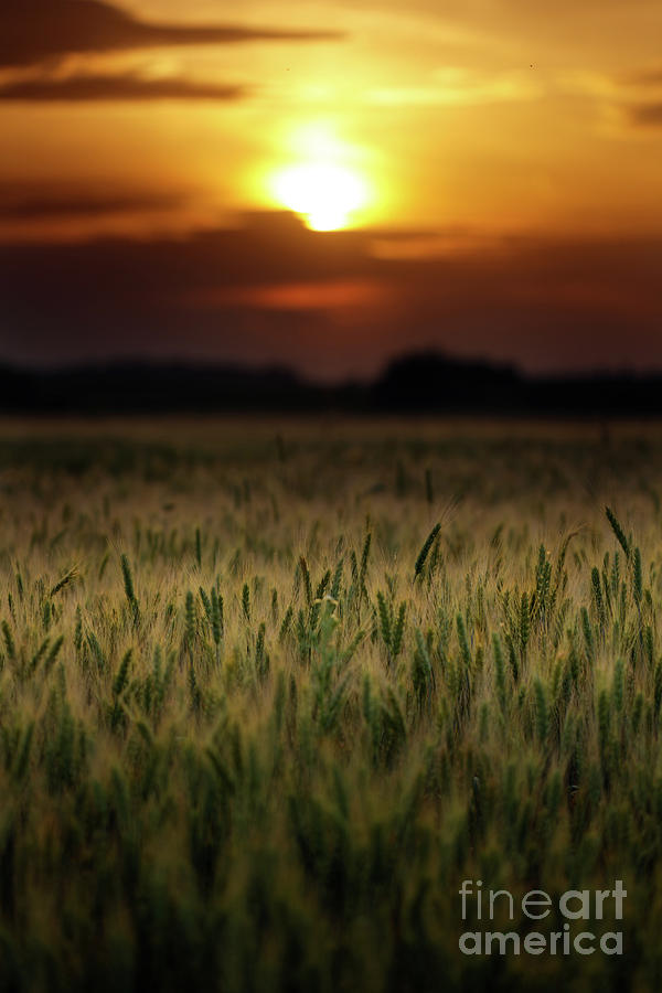 Wheat field at sunset, sun in the frame #2 Photograph by Ragnar Lothbrok