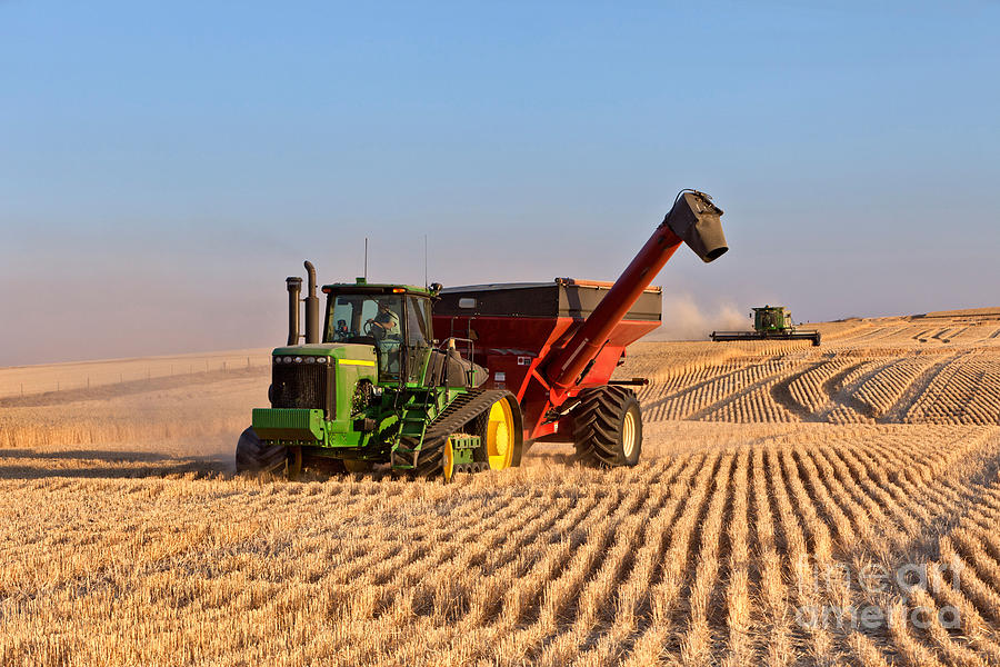 Wheat Harvest #2 Photograph by Inga Spence