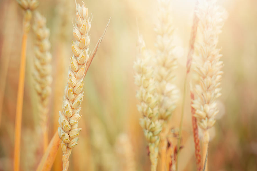 Bread Photograph - Wheat #2 by Sabino Parente
