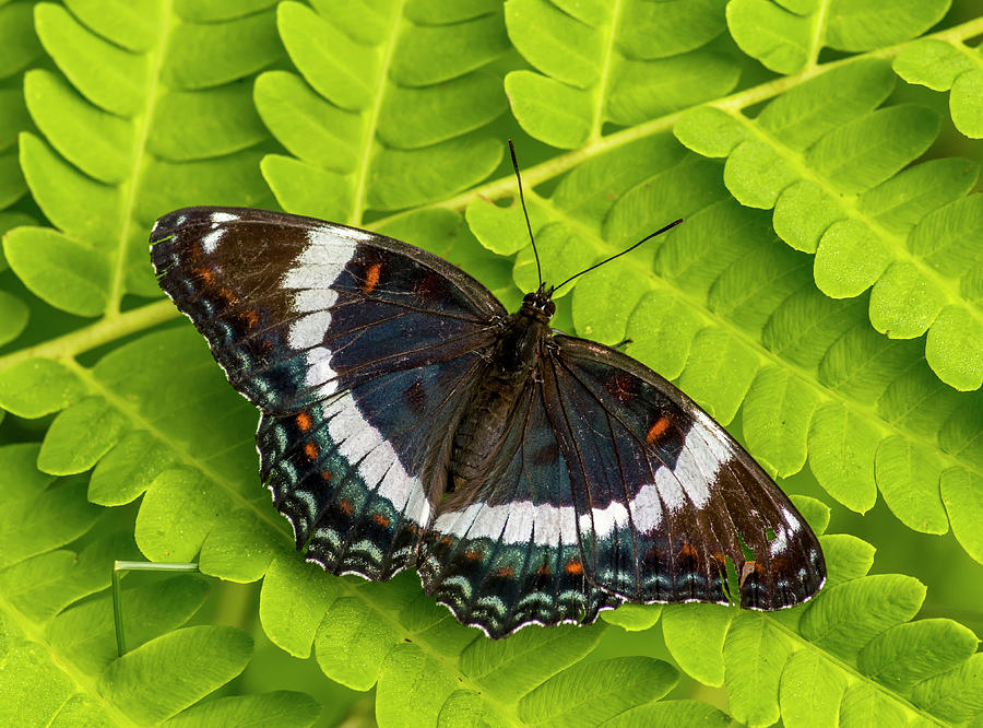 White Admiral #2 Photograph by Gerald DeBoer