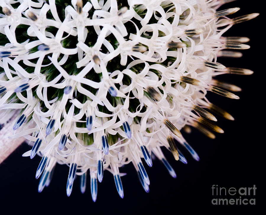White Alium Onion flower Photograph by Colin Rayner