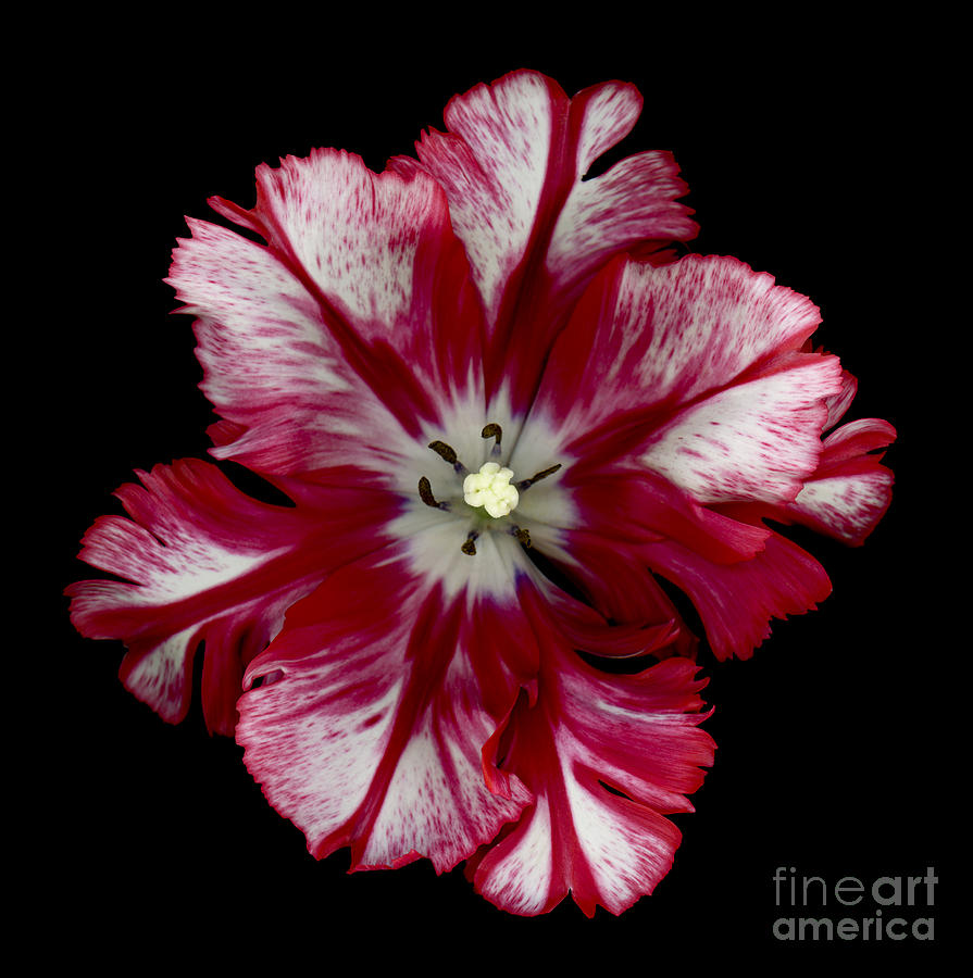 White and Red Parrot Tulip #2 Photograph by Oscar Gutierrez