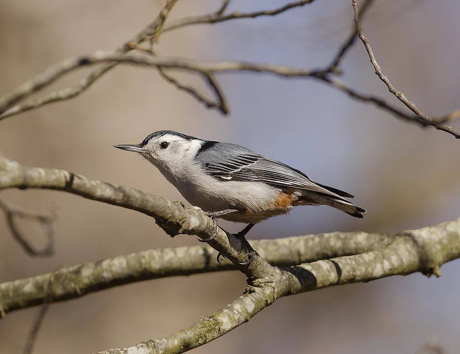 White-breasted nuthatch Photograph by Eric Abernethy