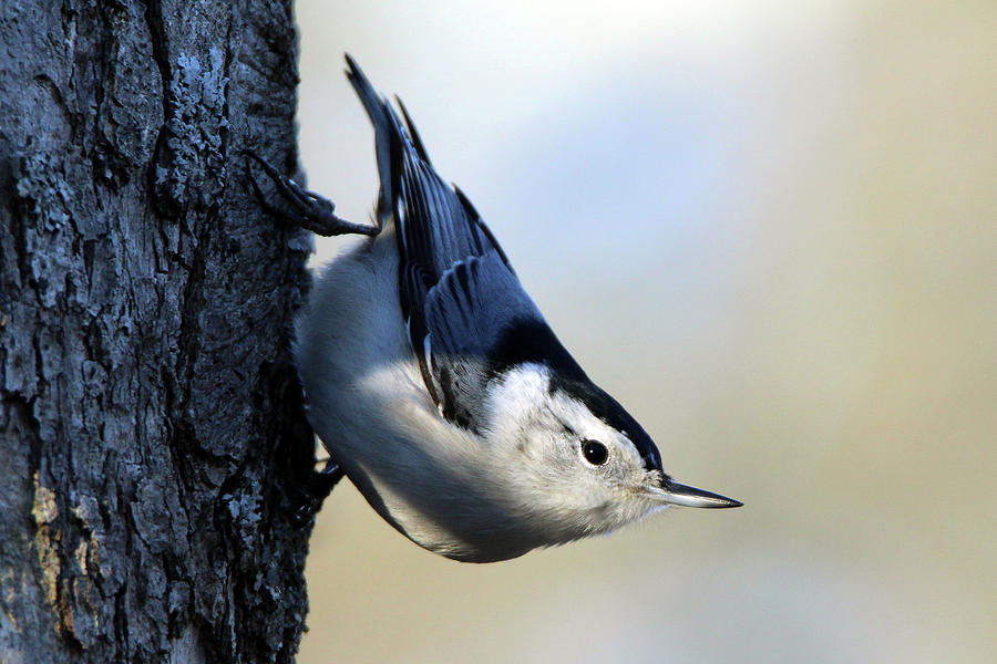 White Breasted Nuthatch Wading River New York #2 Photograph by Bob Savage