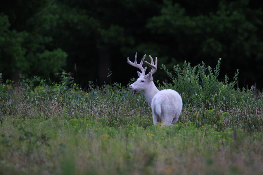White Buck #3 Photograph by Brook Burling